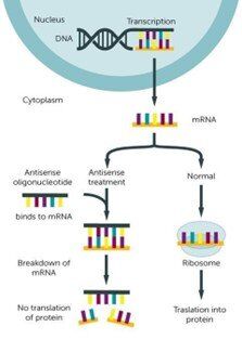 DNA translatie diagram